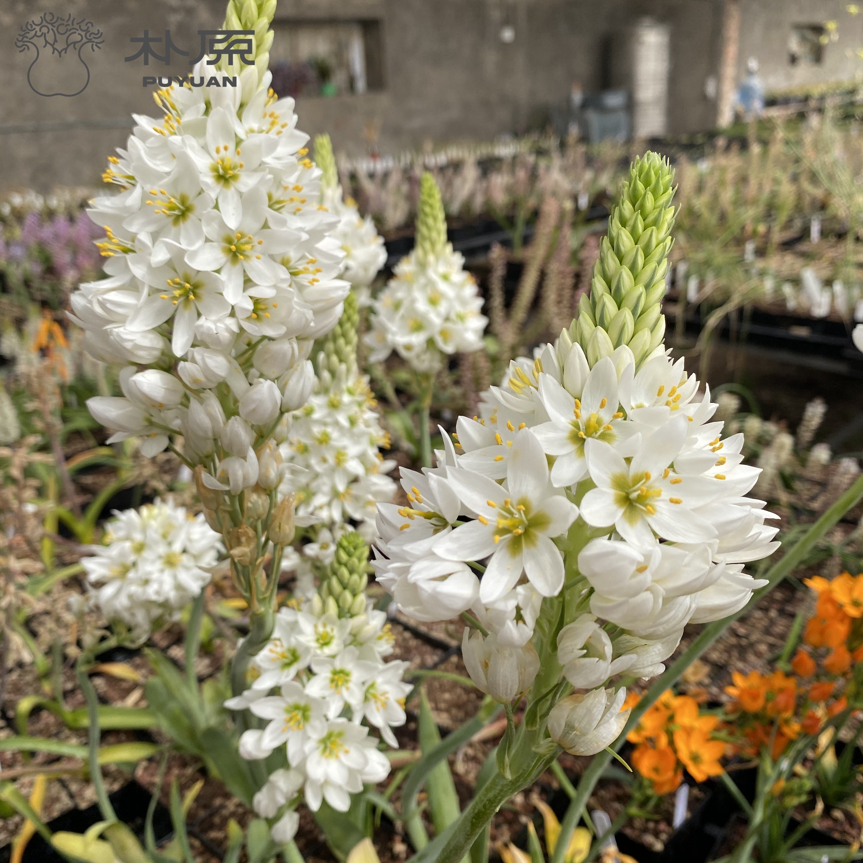 朴原甄选|冰霜虎眼万年青ornithogalum pruinosum 开花球花卉盆