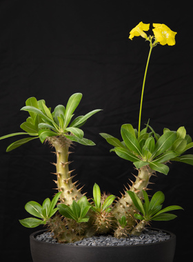 【朴原】魔界玉 棒槌树属 Pachypodium rosulatum subs.makayense