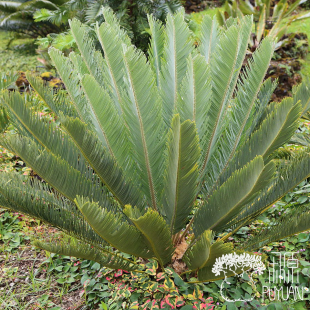 【朴原】佛里氏非洲铁 Encephalartos.friderici-guilielmi 绿植