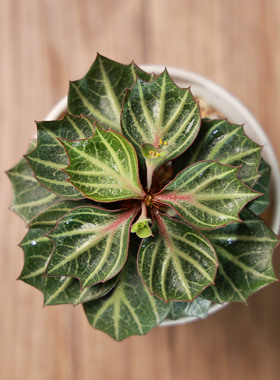 【朴原】彩叶麒麟大戟 Euphorbia francoisii 一物一拍每周五更新