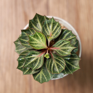 Euphorbia 朴原 彩叶麒麟大戟 一物一拍每周五更新 francoisii