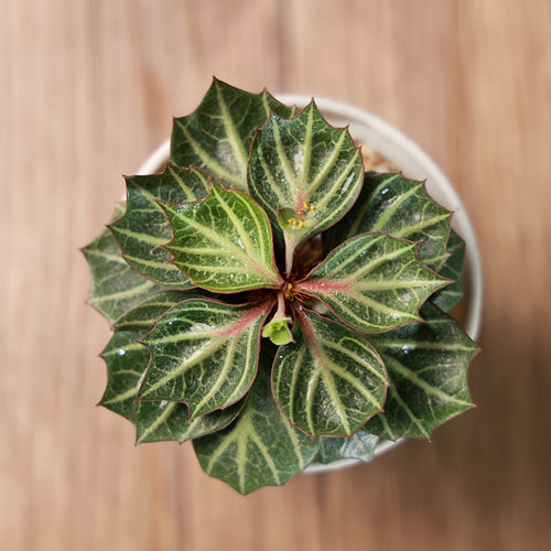 彩叶麒麟大戟色彩缤纷块根多肉