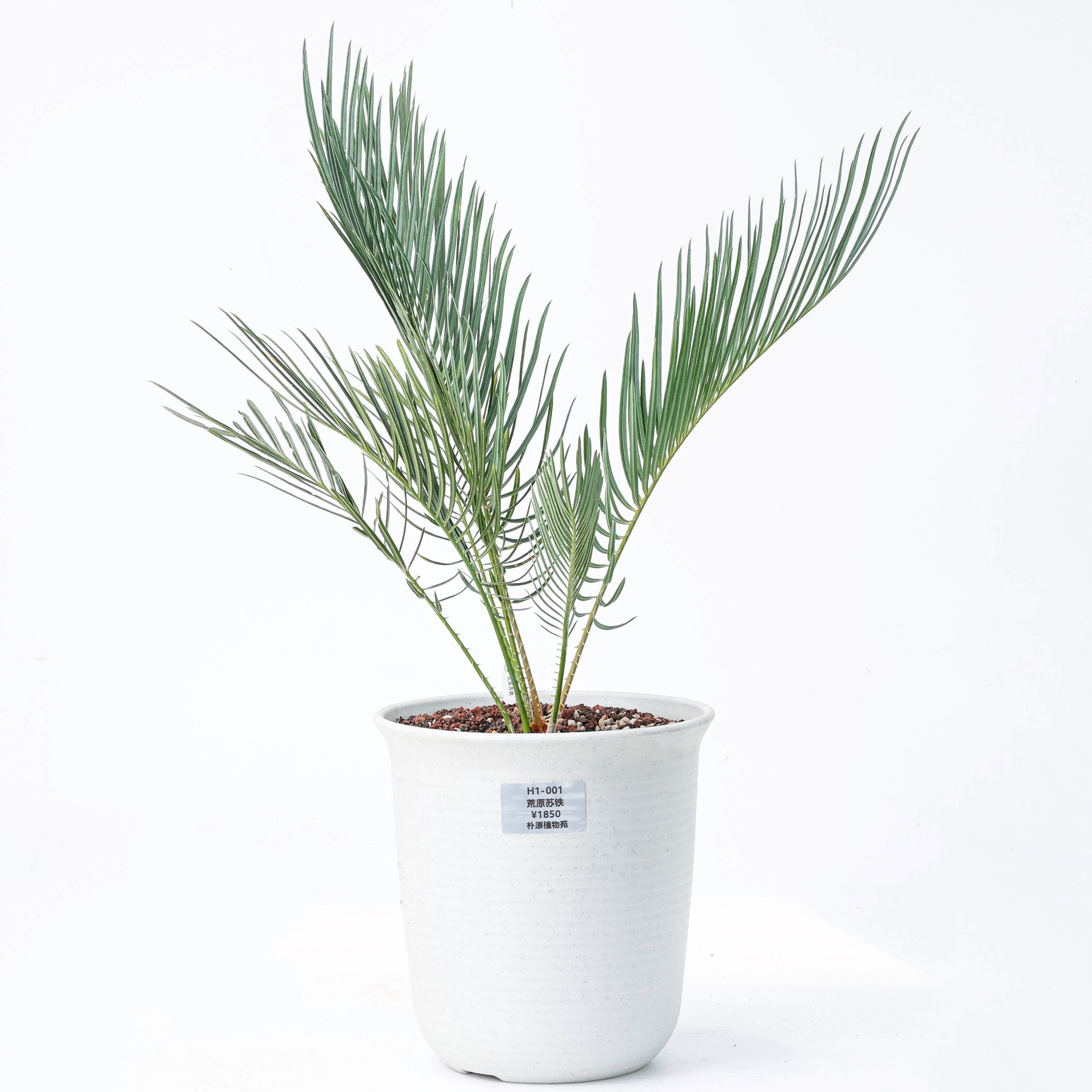 【朴原】荒原苏铁 Cycas desolata 园艺苏铁