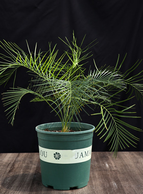 【朴原】光亮澳洲铁/光亮大泽米铁 大泽米属 Macrozamia lucida