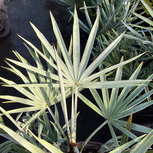 朴原优选/银叶锯箬棕 Serenoa repens 'Silver' 棕榈科热植