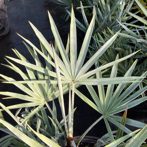 朴原优选/银叶锯箬棕 Serenoa repens 'Silver' 棕榈科热植