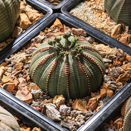 【朴原】实生布纹球Euphorbia obesa块根欧系多肉绿植一物一拍