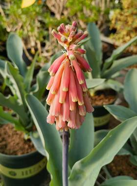 【朴原】仙火花Veltheimia capensis 实生球根开花球观花珍奇盆栽