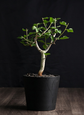 【朴原】怀特没药 Commiphora wightii 橄榄科芳香观叶盆景绿植