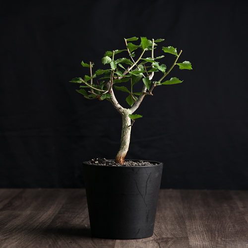 绿植盆栽怀特没药阳台植物芳香