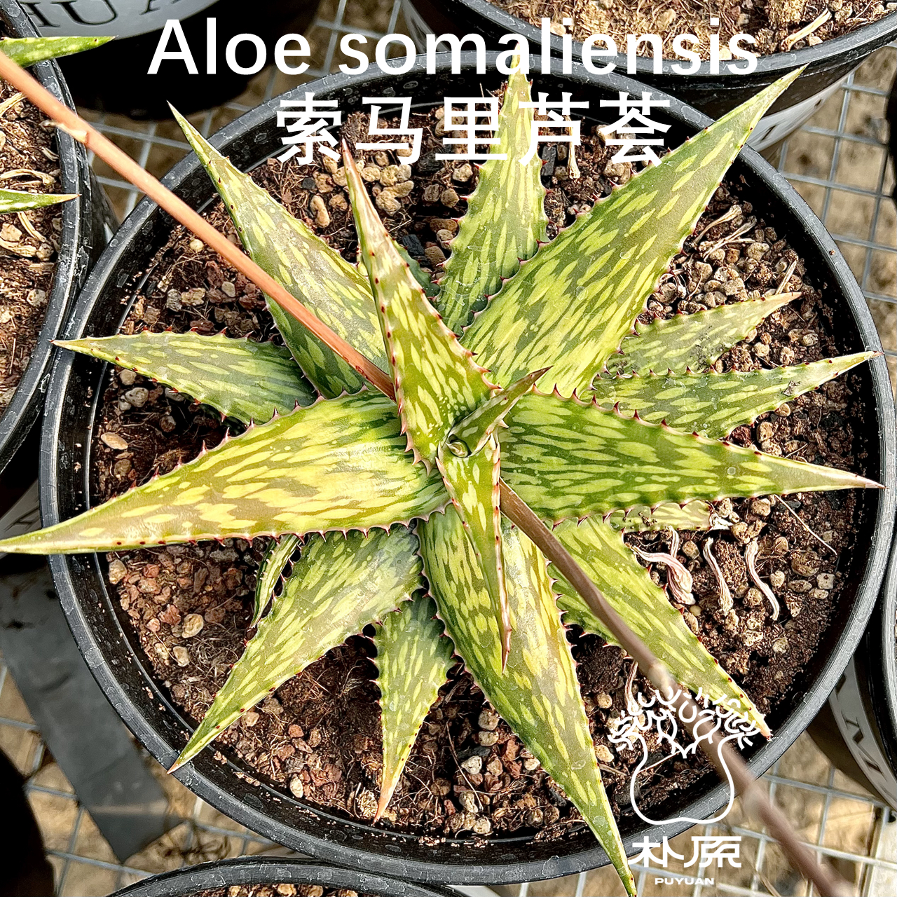 【朴原】索马里芦荟 Aloe somaliensis 实生原生芦荟庭院观赏绿植