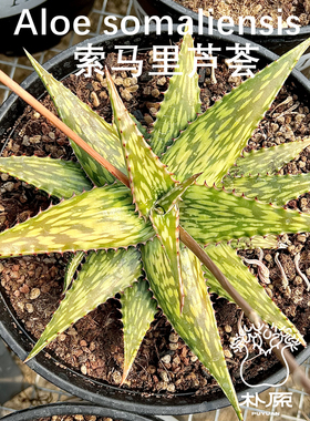 【朴原】索马里芦荟 Aloe somaliensis 实生原生芦荟庭院观赏绿植