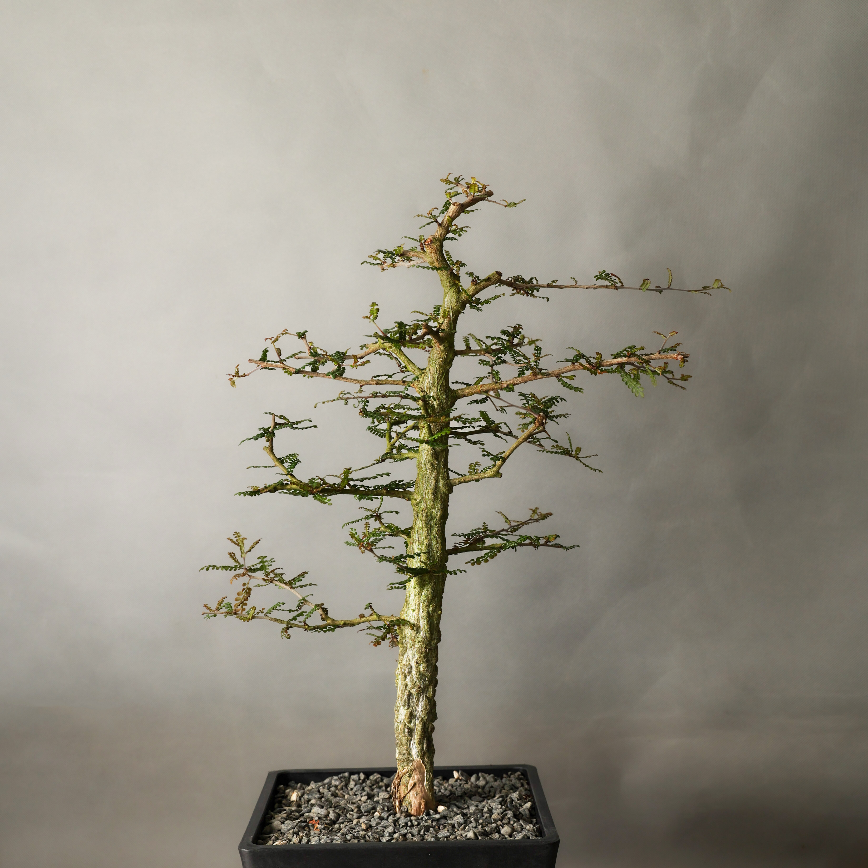 【朴原】列加氏漆树 Operculicarya decaryi H.Perrier 盆景 绿植