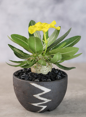 【朴原】谜团棒槌 Pachypodium enigmaticum 潮流块根多肉