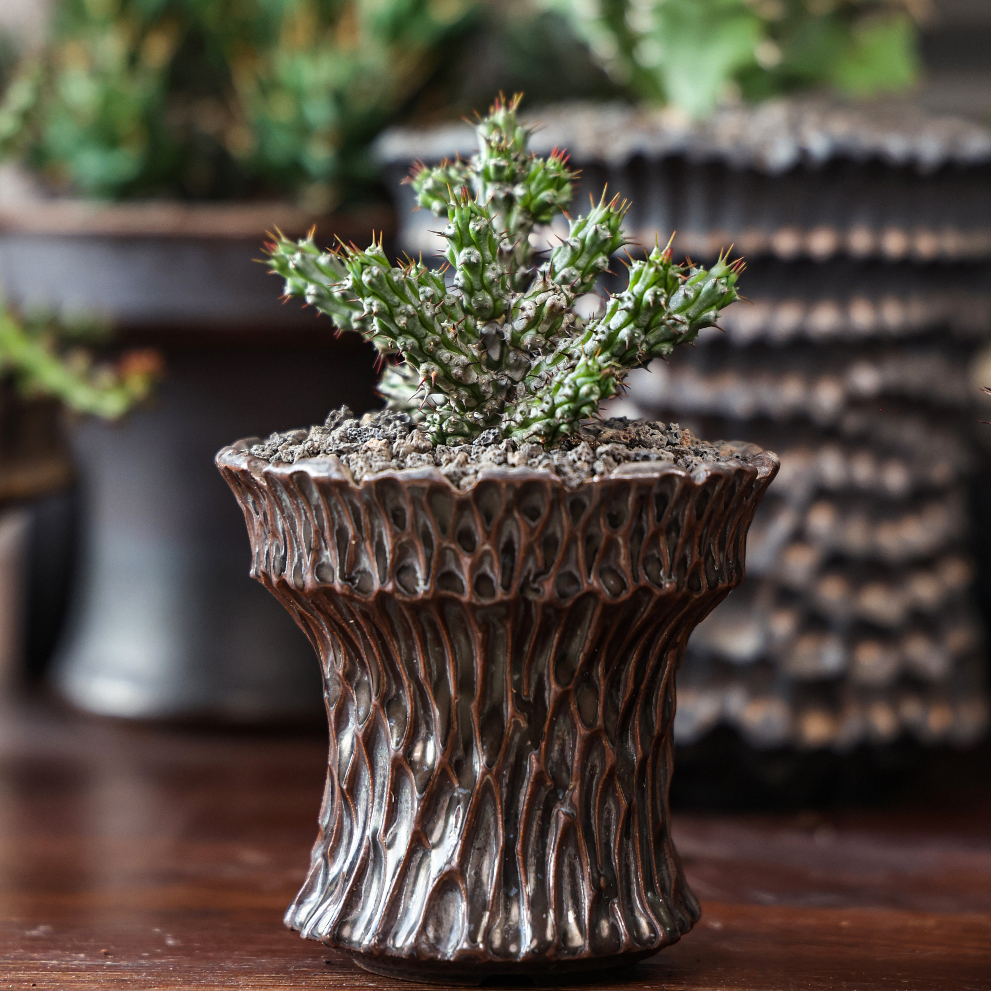 银角麒麟大戟珍奇块根绿植盆栽