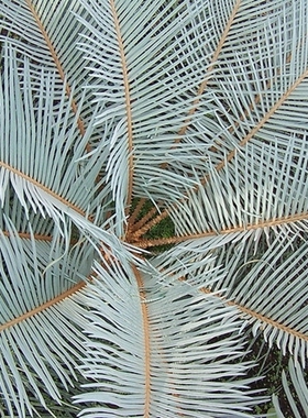 【朴原】科茨氏苏铁/澳洲银叶苏铁 Cycas couttsiana 景观绿植