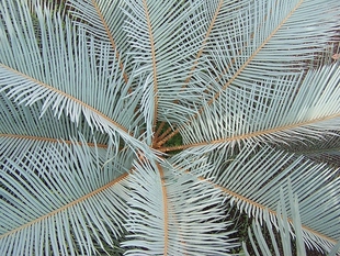 【朴原】科茨氏苏铁/澳洲银叶苏铁 Cycas couttsiana 景观绿植