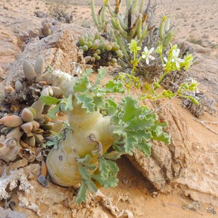 【朴原】奇连克洋葵 Pelargonium klinghardtense 珍稀多肉块根