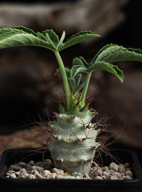 【朴原】刺麻风树Jatropha fissispina珍奇植物潮流块根观赏绿植