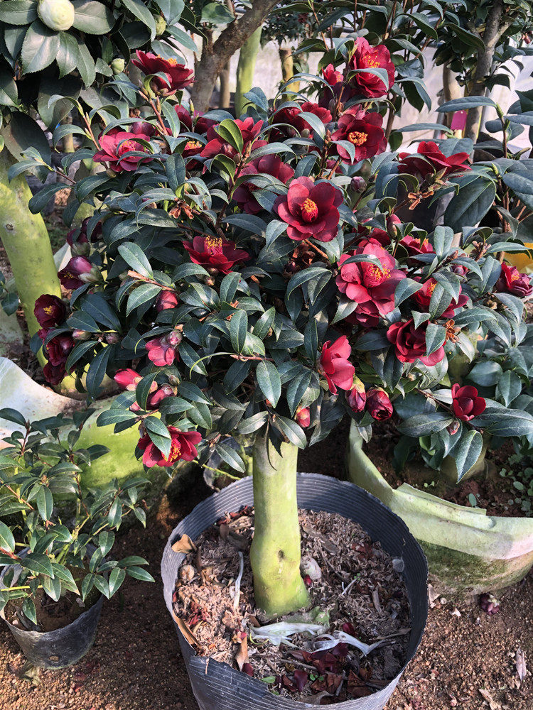 黑骑士茶花名贵珍稀进口黑色系品种高档嫁接盆景树苗山茶福建龙岩