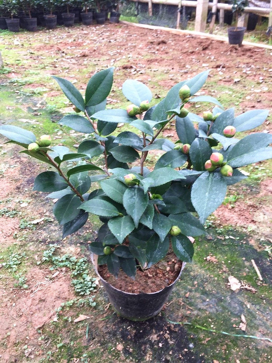 山茶花香妃茶盆栽茶花树苗福建龙岩阳台名贵花卉庭院烈香香茶花