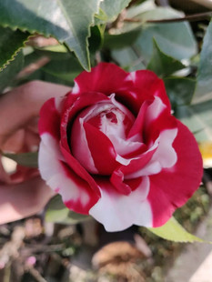吉普赛女郎名贵品种玫瑰山茶花龙岩永福建山茶花稀有复色正品包邮