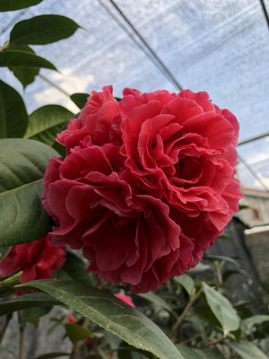 巨型云南名贵情人节红色山茶花