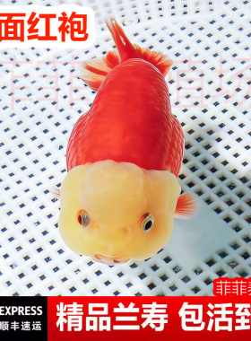 兰寿金鱼奶牛熊猫波妞玉兔精品幼苗冷水热带麒麟热带赛级小尾鱼苗