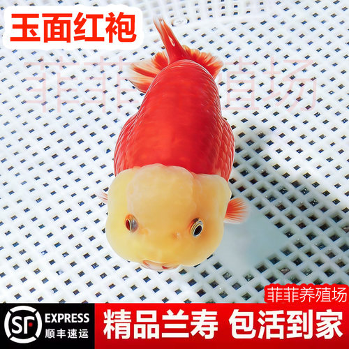 兰寿金鱼奶牛熊猫波妞玉兔