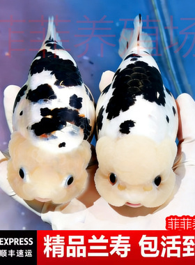 兰寿金鱼奶牛熊猫波妞玉兔精品幼苗冷水麒麟热带潘氏玉面红袍菲菲