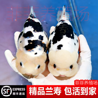 兰寿金鱼奶牛熊猫波妞玉兔精品幼苗冷水麒麟热带潘氏玉面红袍菲菲