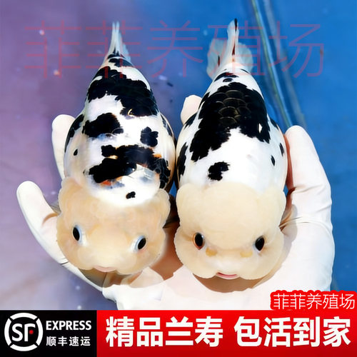 兰寿金鱼奶牛熊猫波妞玉兔精品幼苗冷水麒麟热带潘氏玉面红袍菲菲