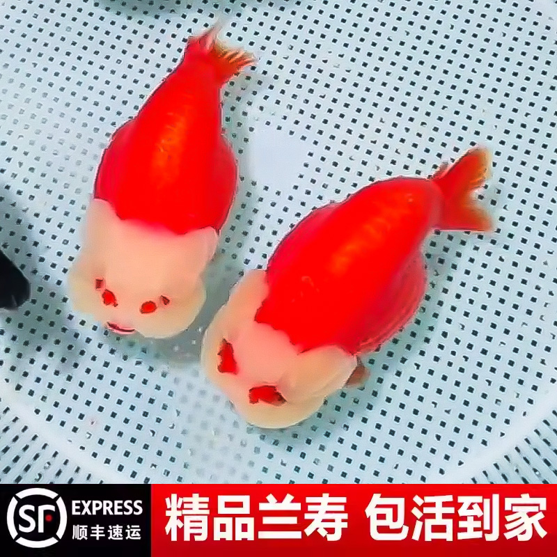 兰寿金鱼奶牛熊猫波妞玉兔精品幼苗冷水麒麟热带潘氏小尾鱼苗黑白