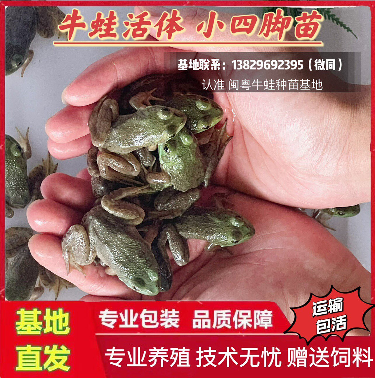 牛蛙活体蝌蚪苗牛蛙苗四脚仔苗食其它水族宠物