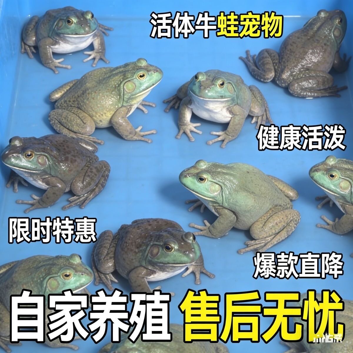 牛蛙大蛙活体宠物活体青蛙活苗儿童观察套餐活体送饲料包活宠物