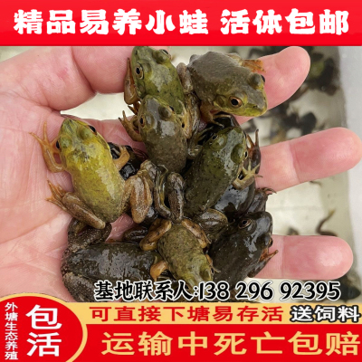 特价牛蛙活体牛蛙苗小四脚苗食用幼蛙中蛙送饲料水族观赏宠物包邮