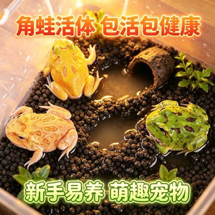 角蛙活体新手易养黄金角蛙绿角蛙草莓南瓜角蛙可爱萌宠特色爬宠