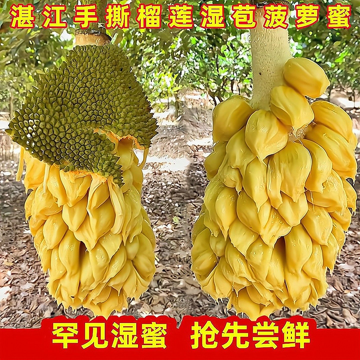 湛江特产软糯湿包菠萝蜜热带应季时令当季罕见水果蜜榴莲新鲜整箱