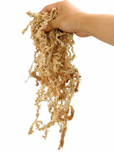 田哲园万年青高级特选长水苔白净柔韧几乎无杂质吸水透气性好兰