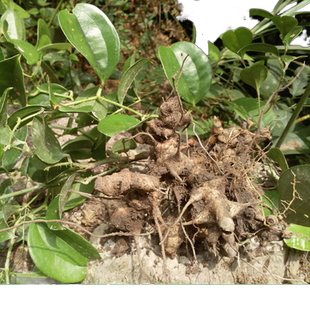 乡间 菝葜 新鲜现挖金刚刺乌鱼刺铁菱角金刚藤马加勒山归来青草药