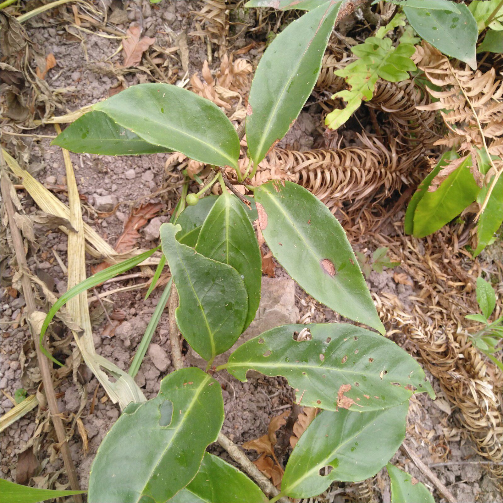 深山新鲜黑老虎藤叶根冷饭团过山风三百两银十八症风沙藤500g包邮