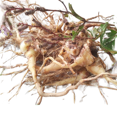 新鲜山间朝天罐高脚红缸罐子草大金钟线鸡腿公石榴青草药中药材