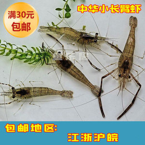 中华小长臂虾 大眼贼 活体饲料虾 清洁虾 冷水