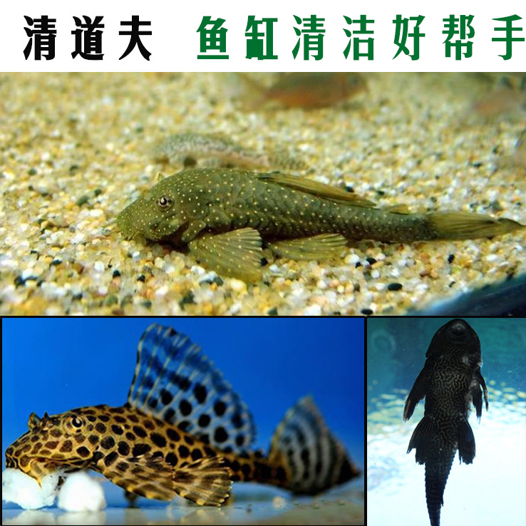 热带鱼 观赏鱼 清道夫 10-12公分 龙鱼缸 发财鱼缸和养大型鱼