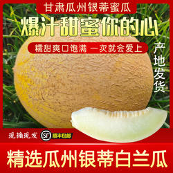 甘肃西北特产瓜州蜜瓜白兰瓜网纹瓜银蒂甜蜜多汁现摘先发顺丰包邮