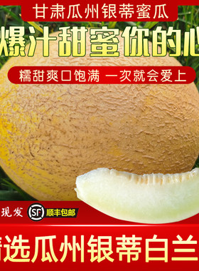 甘肃瓜州现摘银蒂白兰瓜顺丰包邮