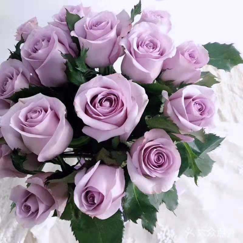 二师兄切花月季海洋之歌蓝紫色玫瑰室外盆栽花园庭院观赏,鲜花速递/花卉仿真/绿植园艺,月季/蔷薇/玫瑰,淘宝优惠券,粉丝福利购,淘宝优惠卷