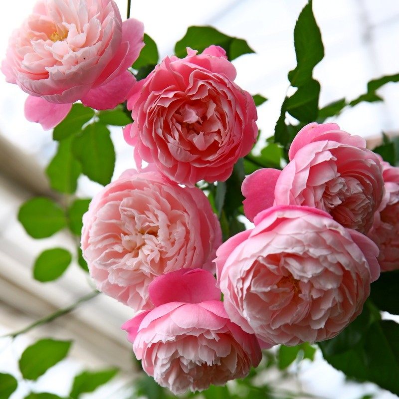 日本月季羽毛河本灌木淡粉色超仙气浓香多季勤花丰花盆栽庭院花卉,鲜花速递/花卉仿真/绿植园艺,月季/蔷薇/玫瑰,淘宝优惠券,粉丝福利购,淘宝优惠卷