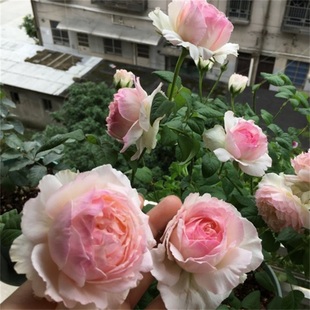 佩尔朱克月季大花浓香长势较慢仙气十足二师兄的彩花涧盆栽