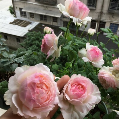 二师兄的彩花涧佩尔朱克月季